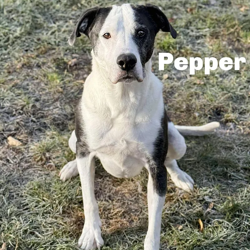 Pepper