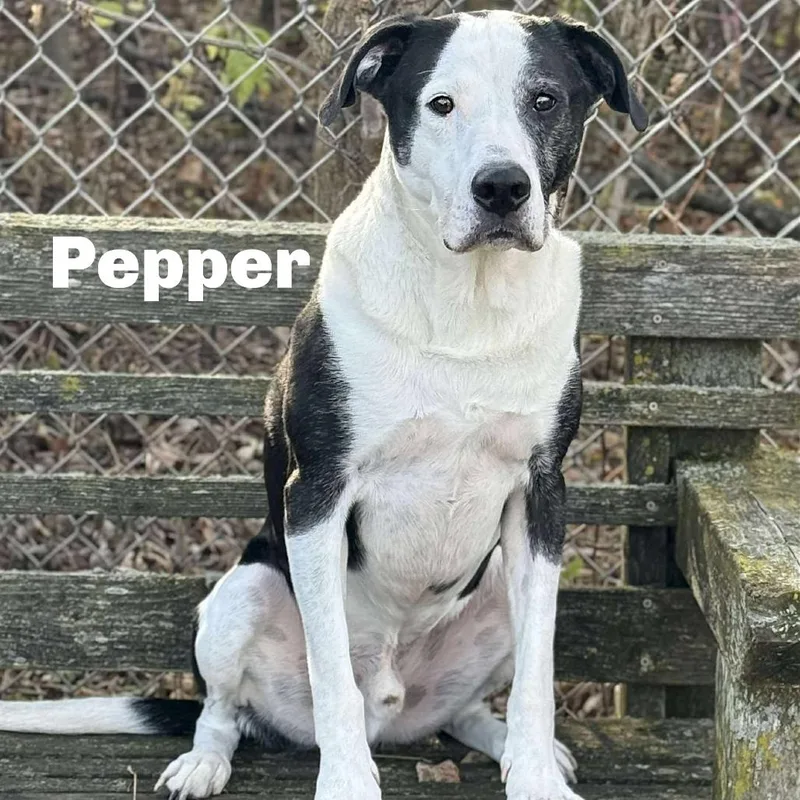 Pepper thumbnail 2