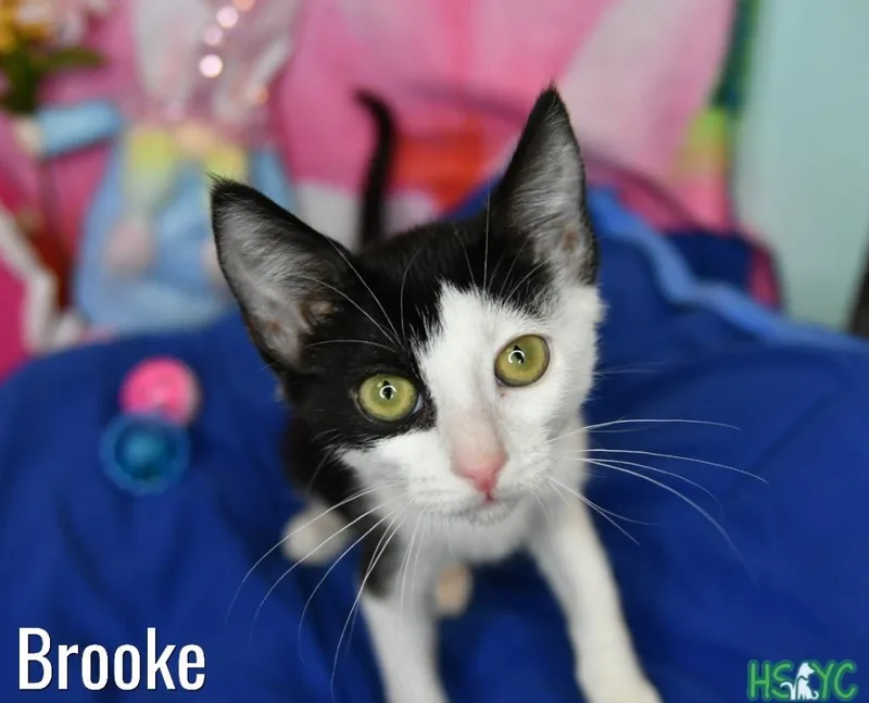 A baby medium-sized female Domestic Short Hair cat named Brooke for adoption in Fort Mill, SC