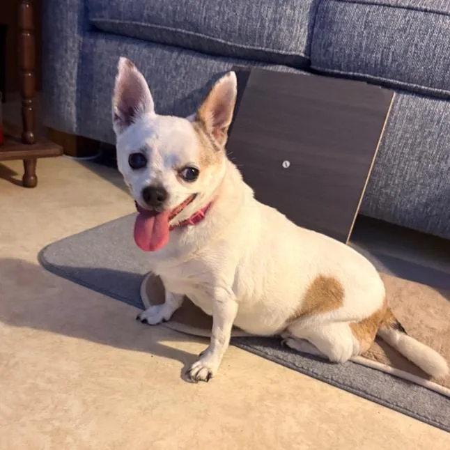 A senior small-sized female White / Cream Chihuahua dog named Ladybug for adoption in Alexandria, VA