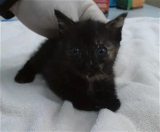 A baby small-sized female Domestic Short Hair cat named Cider for adoption in Salinas, CA