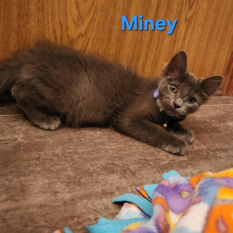 Miney C thumbnail 2