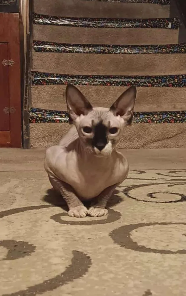 A baby medium-sized female Black & White / Tuxedo Sphynx / Hairless Cat cat named Bastet for adoption in Vienna , VA