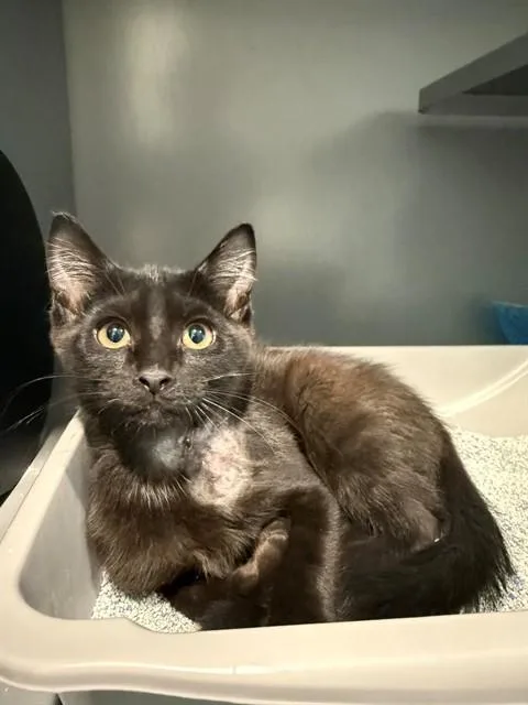 A baby medium-sized male Domestic Short Hair cat named Lunar for adoption in Leesburg, VA