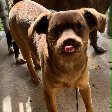 A baby medium-sized female Terrier dog named Midge for adoption in Danbury, CT