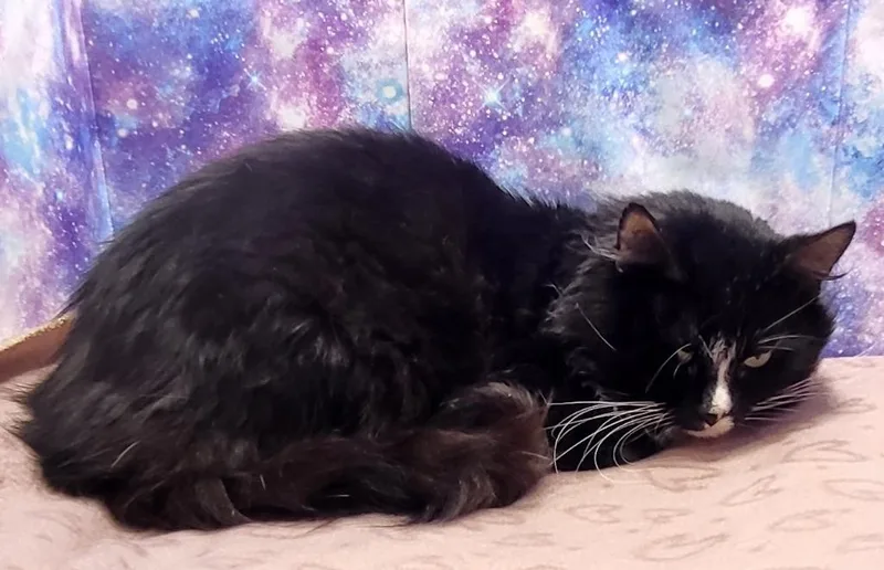 A young large-sized male Domestic Medium Hair cat named Dapper for adoption in Washington Court House, OH