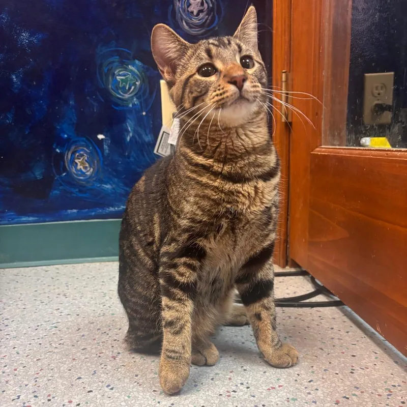 A young medium-sized male Brown / Chocolate Domestic Short Hair cat named Pennywise for adoption in Shawnee, KS