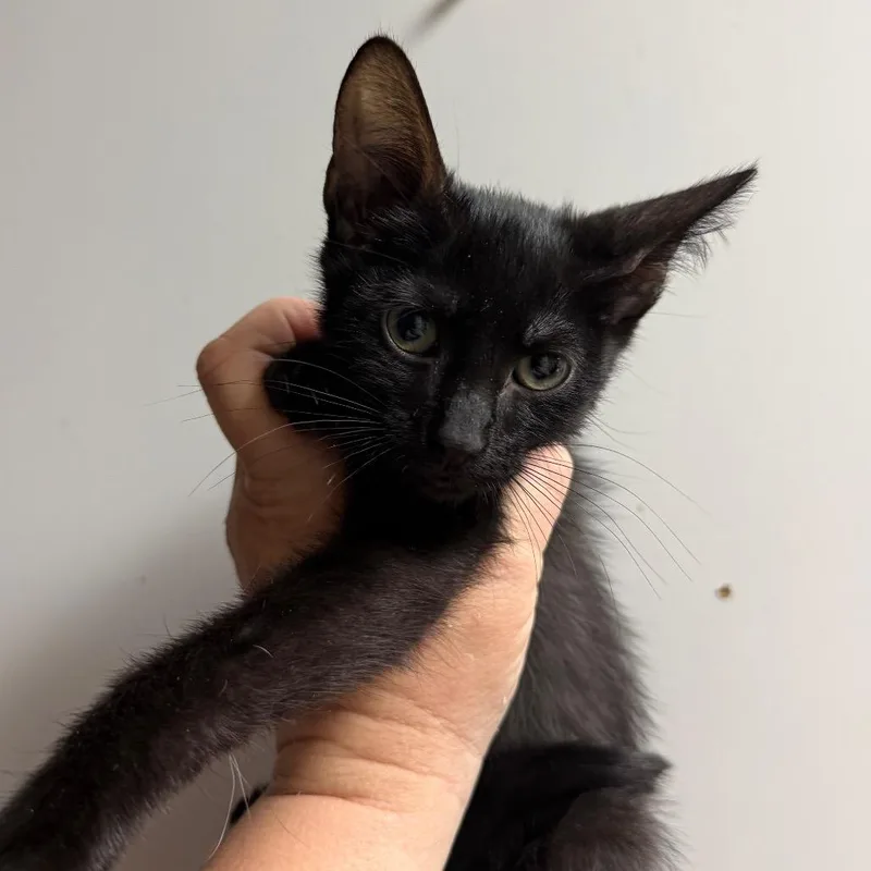 A baby small-sized male Domestic Short Hair cat named Mozzerella for adoption in Fort Smith, AR