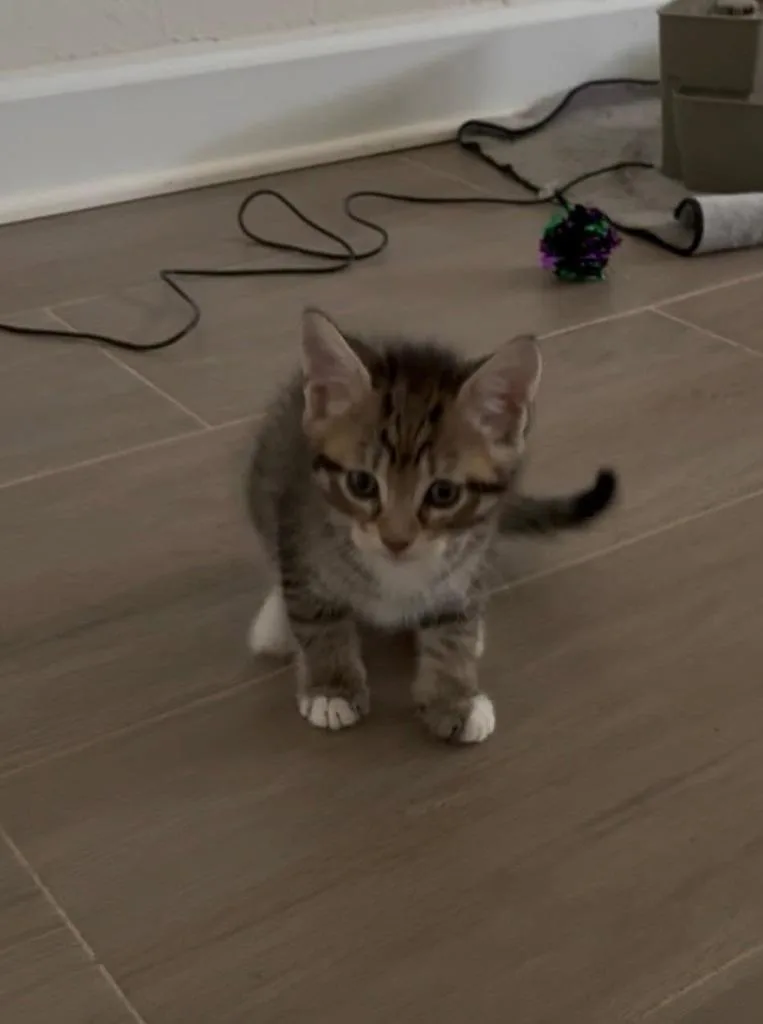 A baby small-sized female Domestic Short Hair cat named Donkey for adoption in Sebastian, FL