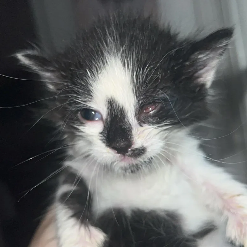 A baby small-sized male Black Domestic Short Hair cat named Danny Dorito for adoption in Fredericksburg, VA