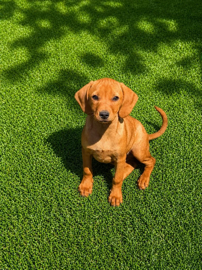 A young medium-sized female Dachshund dog named Mango for adoption in Nashville, TN