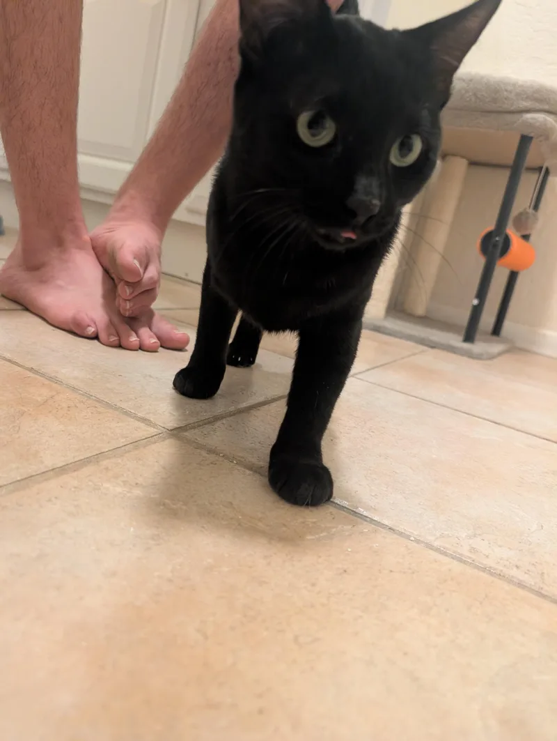 A baby small-sized male Black Domestic Short Hair cat named Onyx for adoption in Phoenix, AZ