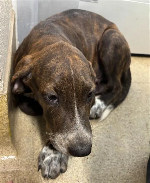 A baby small-sized male Treeing Walker Coonhound dog named Truffle for adoption in Grand Prairie, TX