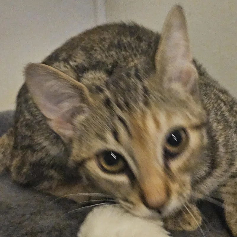 A young medium-sized female Tabby (Buff / Tan / Fawn) Domestic Short Hair cat named Maya for adoption in Butler, PA