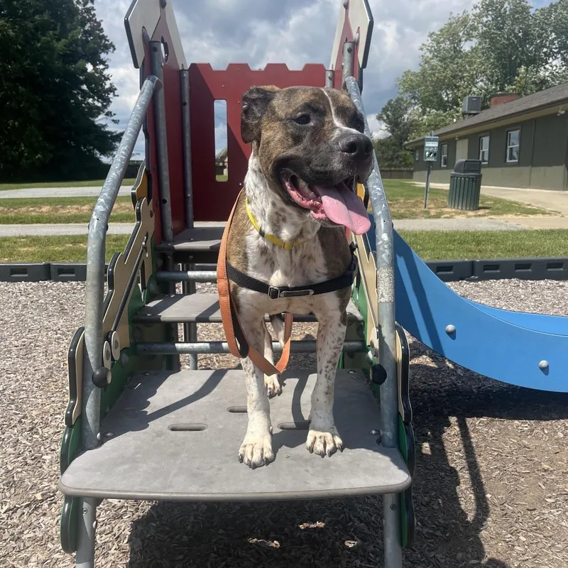 An adult large-sized male Mixed Breed dog named Ludo for adoption in Hendersonville, NC