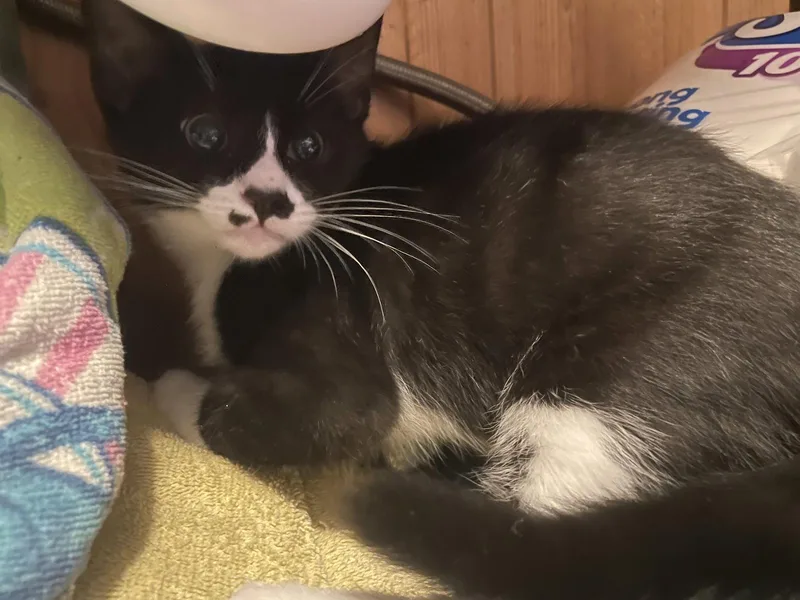 A baby medium-sized male Black & White / Tuxedo Domestic Short Hair cat named Billyblacky for adoption in Trenton, NJ