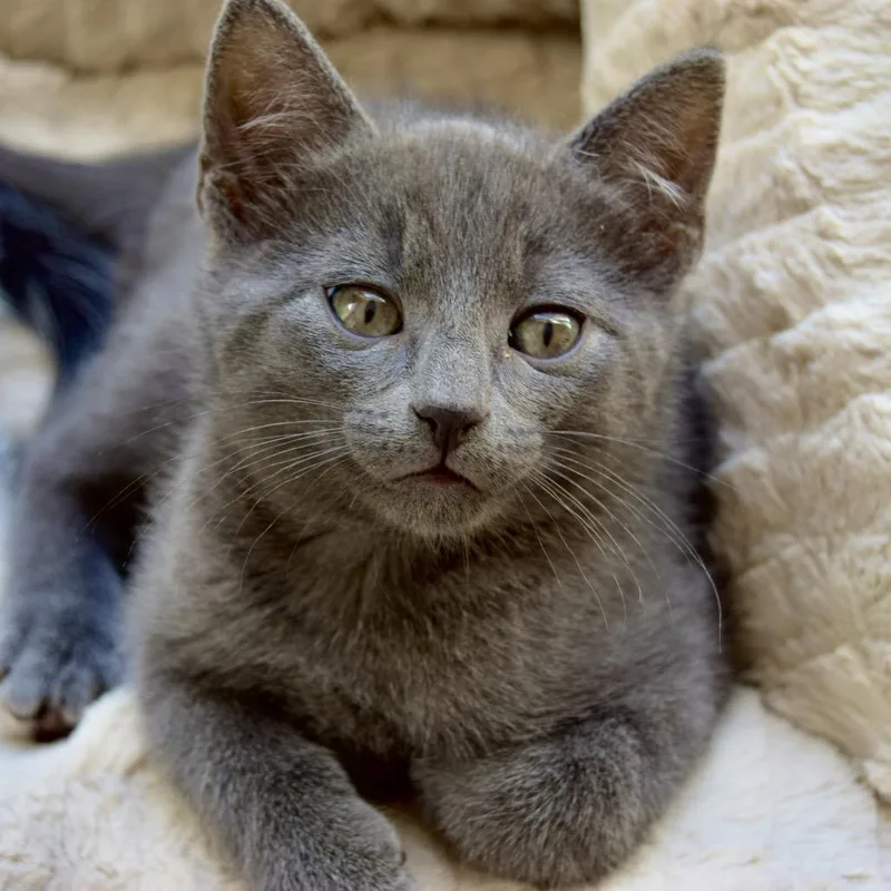 A baby small-sized male Domestic Short Hair cat named Woody for adoption in SLIPPERY ROCK, PA