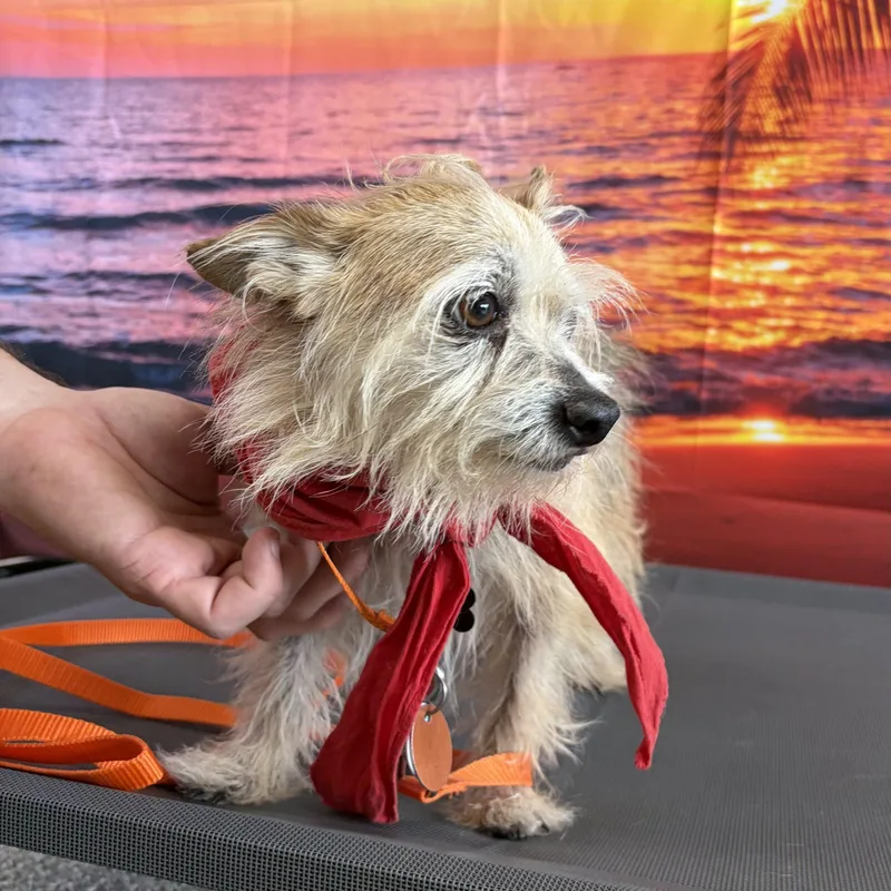 An adult small-sized male Red / Chestnut / Orange Cairn Terrier dog named Scrappy for adoption in Lincolnshire, IL