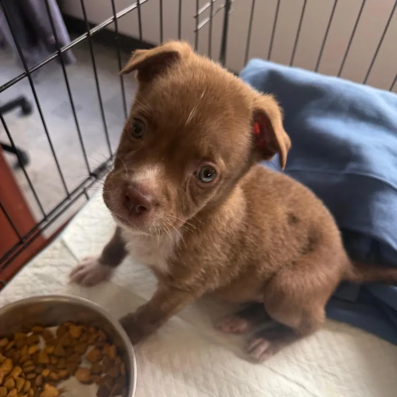 A baby small-sized male Terrier dog named Future for adoption in San Antonio, TX