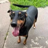 An adult large-sized male Doberman Pinscher dog named Dobi for adoption in Moline, IL