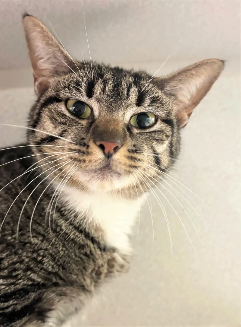 An adult medium-sized female Domestic Short Hair cat named Cortina for adoption in Iowa City, IA