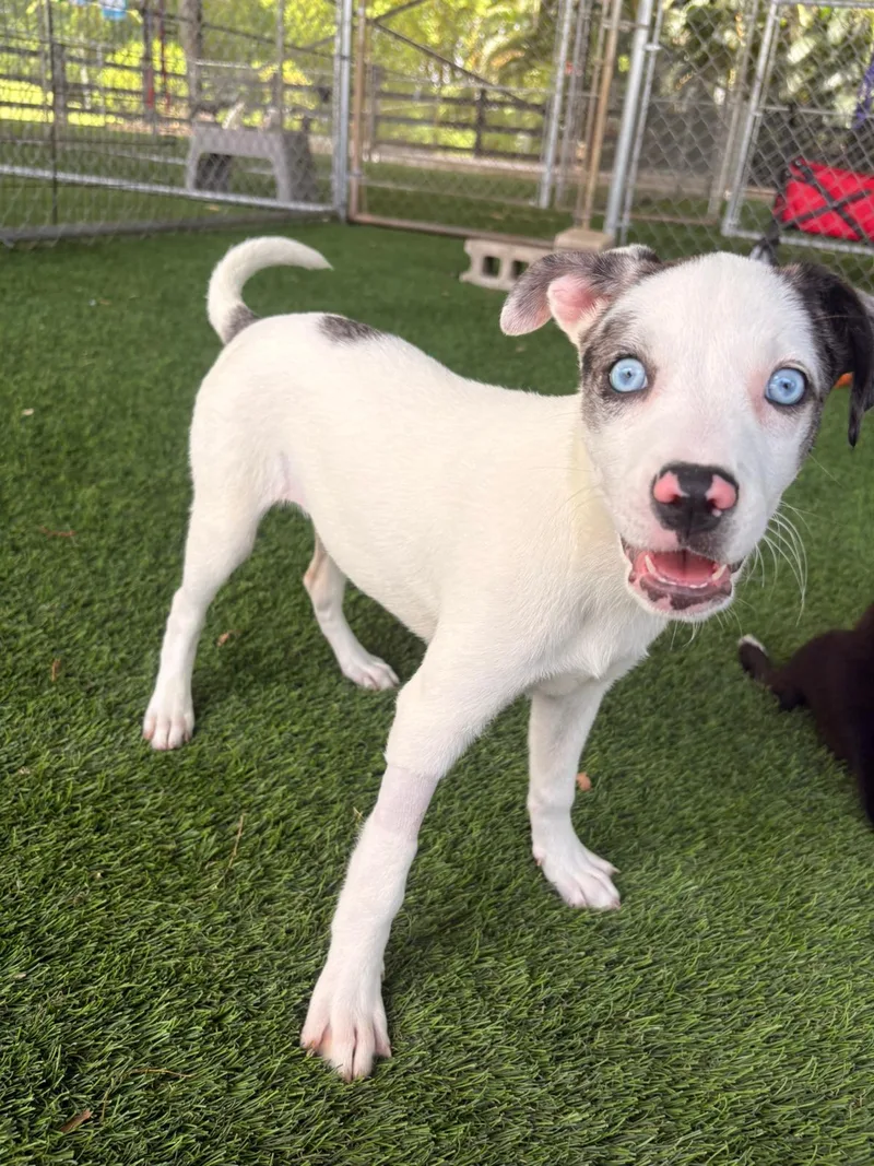 A baby medium-sized female Mixed Breed dog named Miranda for adoption in Brooklyn, NY
