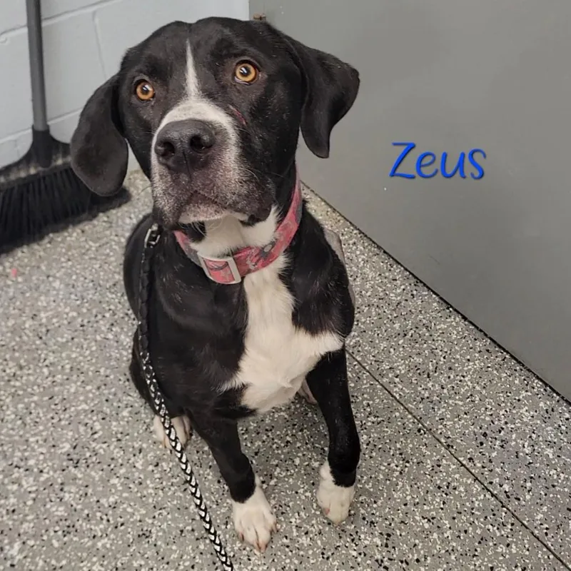 An adult large-sized male Brindle Great Dane dog named Zeus for adoption in Parkersburg, WV