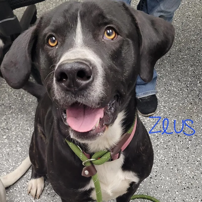 Zeus thumbnail 2