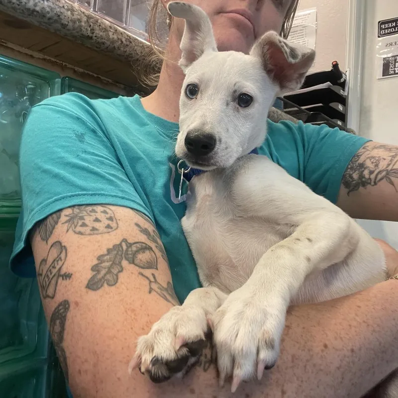 A baby medium-sized male White / Cream Mixed Breed dog named Striker for adoption in San Francisco, CA