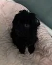 A baby small-sized male Poodle dog named Ollie for adoption in Cumming, GA