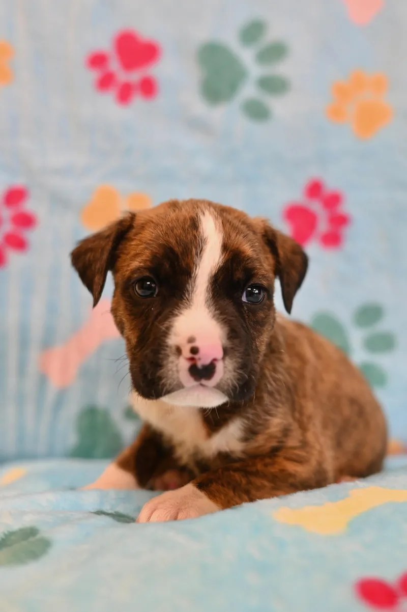 A baby medium-sized male Bulldog dog named Kiwi for adoption in Miami, FL