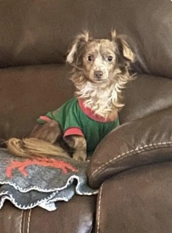 A young medium-sized male Chihuahua dog named Little Man ~ for adoption in Columbia, TN