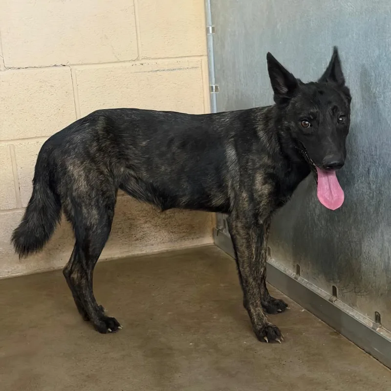 An adult medium-sized female Black Belgian Shepherd / Malinois dog named Chicken for adoption in Edinburg, TX
