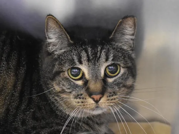 An adult medium-sized male Domestic Short Hair cat named Secret for adoption in Portland, OR