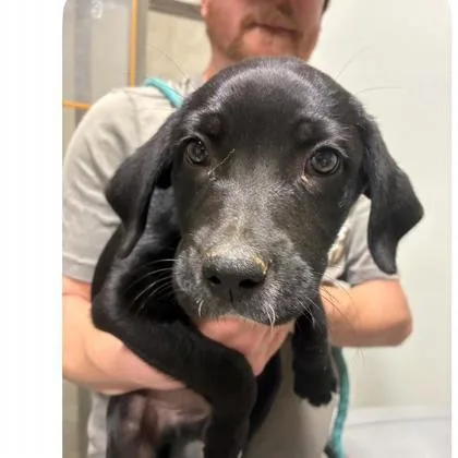 A baby small-sized male Mixed Breed dog named Jett for adoption in West Chester, PA