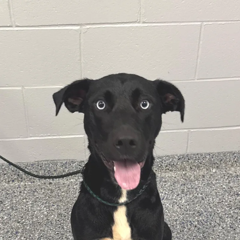 An adult large-sized female Mixed Breed dog named Eifel for adoption in Greenville, SC