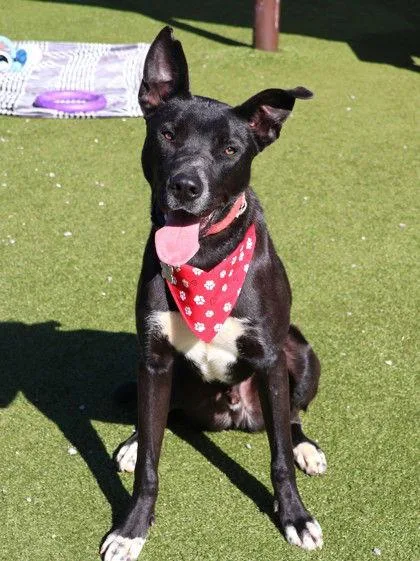 Mr Tux Athens thumbnail 2