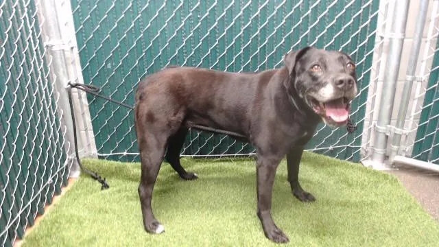 An adult medium-sized female Labrador Retriever dog named Mollie for adoption in Downey, CA