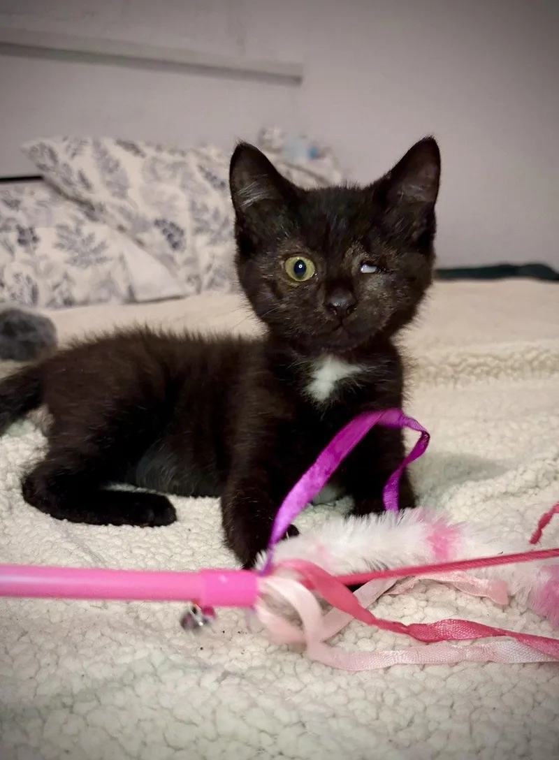 A baby medium-sized female Domestic Short Hair cat named OneEyed Jackie for adoption in Brooklyn, NY