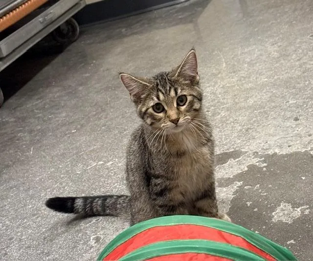 A baby small-sized male Domestic Short Hair cat named Luigi for adoption in Ladysmith, WI