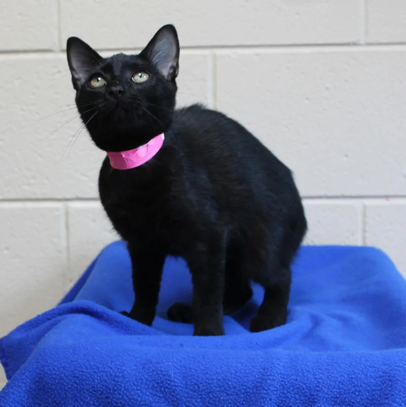 A baby medium-sized female Domestic Short Hair cat named Boo for adoption in Prattville, AL