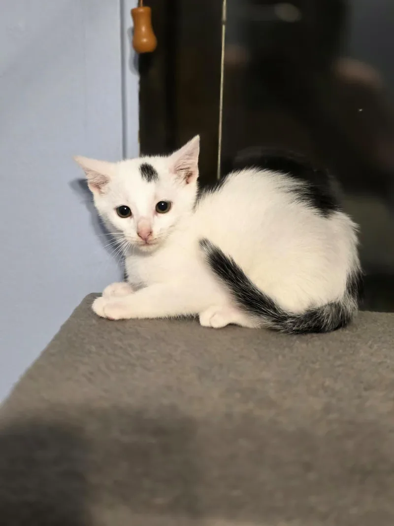 A baby large-sized male Domestic Short Hair cat named Kevin for adoption in Chattanooga, TN