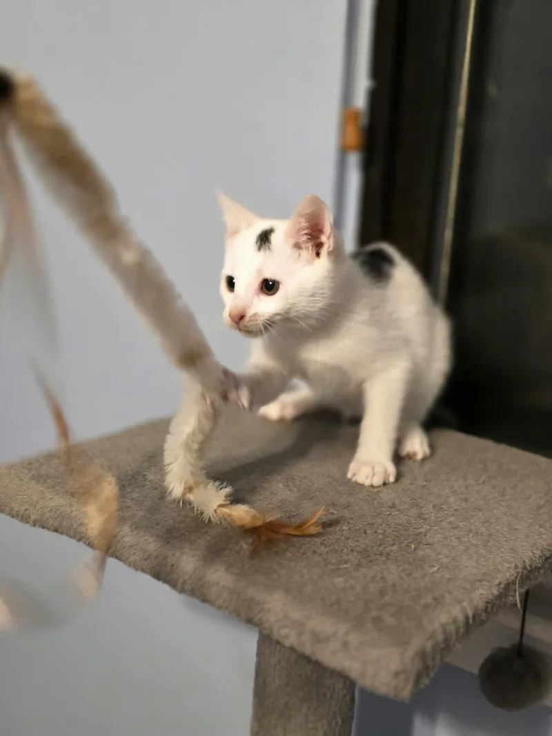 Kevin thumbnail 3