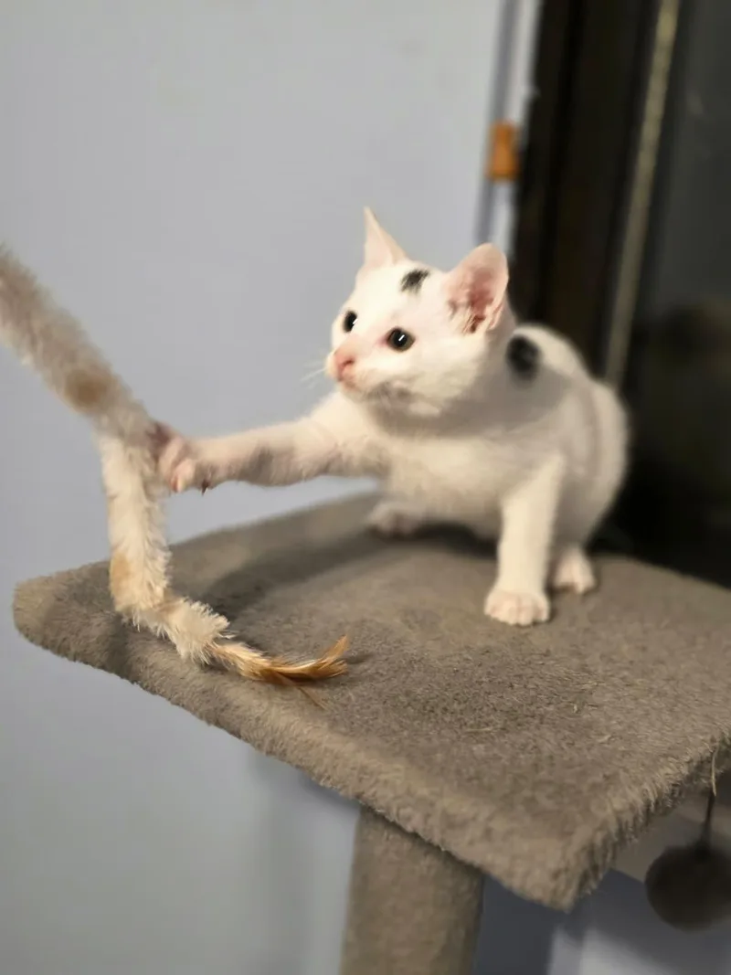 Kevin thumbnail 5