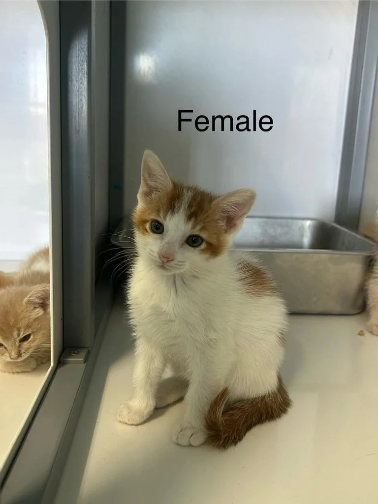 A baby medium-sized female Domestic Short Hair cat named Glinda for adoption in Holbrook, AZ