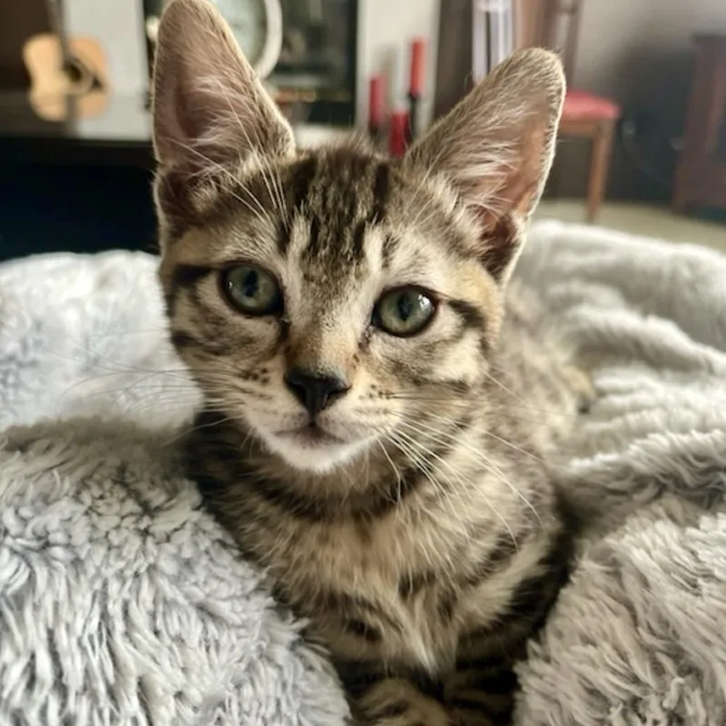 A baby small-sized male Brown / Chocolate Domestic Short Hair cat named Bentley for adoption in Talent, OR
