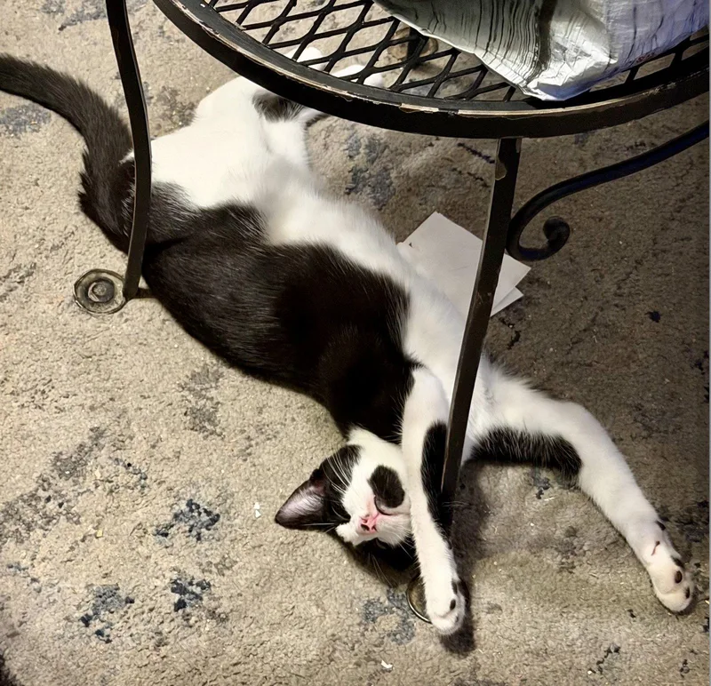 A baby medium-sized male Black & White / Tuxedo Domestic Short Hair cat named Gherkin for adoption in Brooklyn, NY