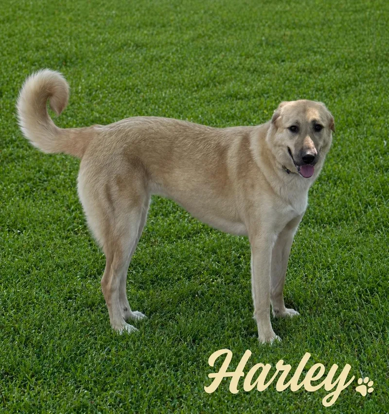 A young large-sized female Yellow / Tan / Blond / Fawn Anatolian Shepherd dog named Harley for adoption in Momence, IL