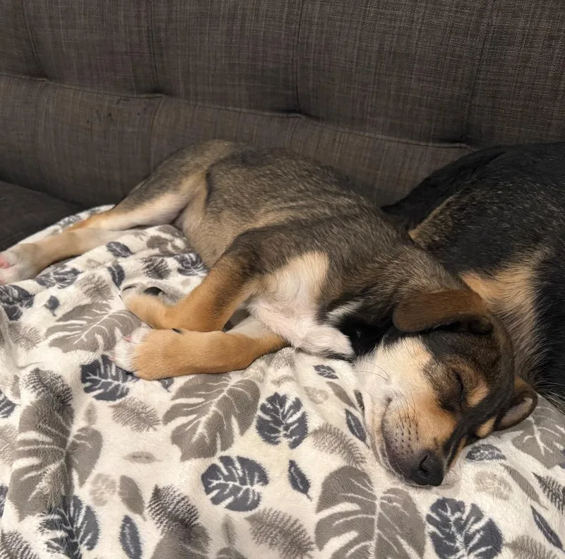 A baby medium-sized male Shepherd dog named Meylan for adoption in Fort Lupton, CO