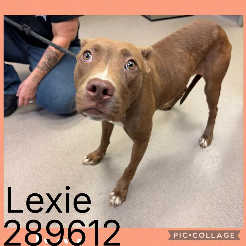A young medium-sized female Brown / Chocolate American Staffordshire Terrier dog named Lexie for adoption in Cumberland, RI